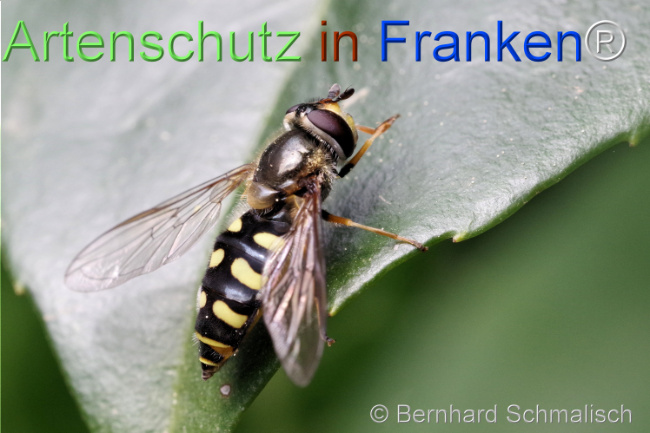 © Artenschutz in Franken® / Bernhard Schmalisch Bild zum Eintrag (1103893-160)