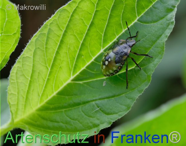© Artenschutz in Franken® / Makrowilli Bild zum Eintrag (1104071-160)