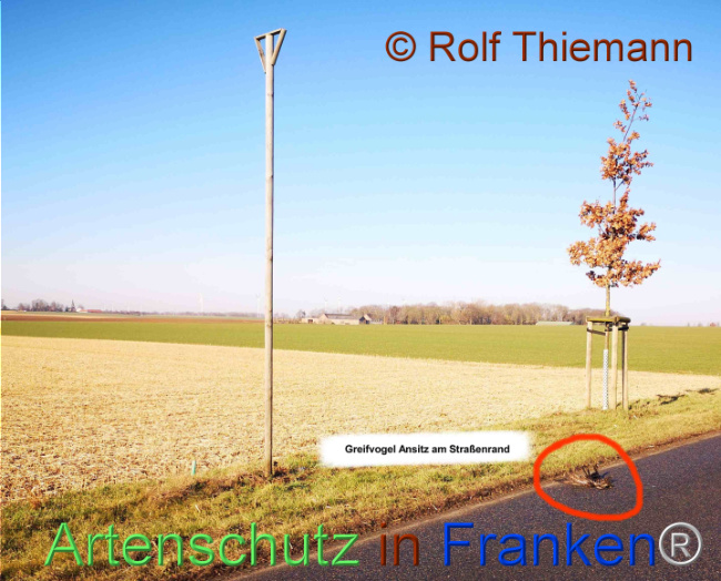 © Artenschutz in Franken® / Rolf Thiemann - Naturschutzberater Bild zum Eintrag (1104197-160)