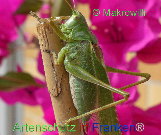 © Artenschutz in Franken® / Makrowilli Bild zum Eintrag (1104335-160)