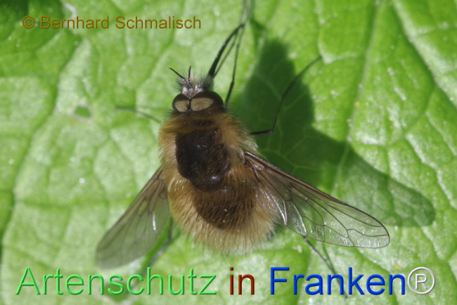 © Artenschutz in Franken® / Bernhard Schmalisch Bild zum Eintrag (1104349-160)