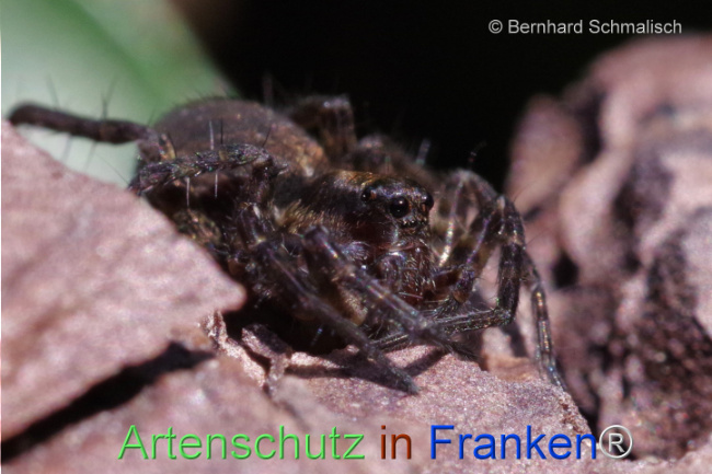 © Artenschutz in Franken® / Bernhard Schmalisch Bild zum Eintrag (1104353-160)