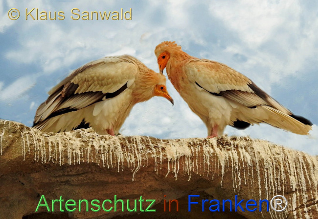 © Artenschutz in Franken® / Klaus Sanwald Bild zum Eintrag (1104432-160)
