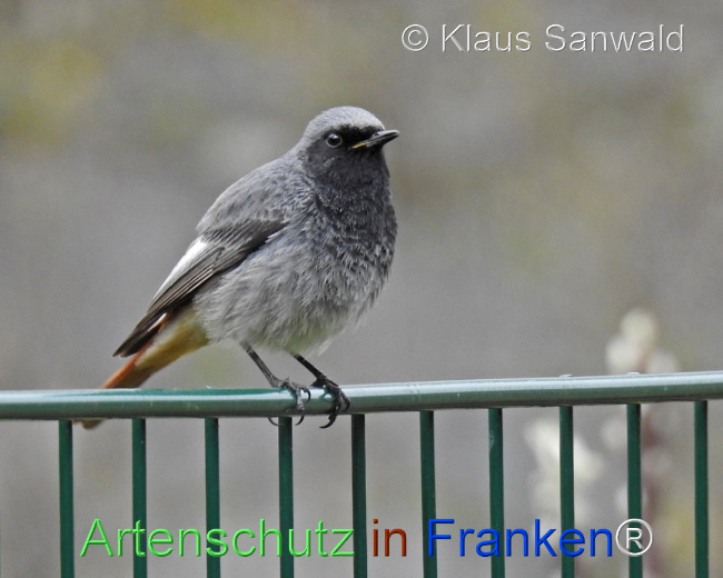 © Artenschutz in Franken® / Klaus Sanwald Bild zum Eintrag (1104537-160)