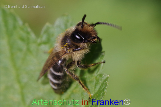 © Artenschutz in Franken® / Bernhard Schmalisch Bild zum Eintrag (1104539-160)