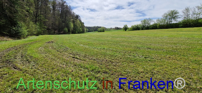 © Artenschutz in Franken® Bild zum Eintrag (1104562-160)