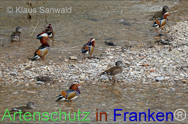 © Artenschutz in Franken® / Klaus Sanwald Bild zum Eintrag (1104564-160)