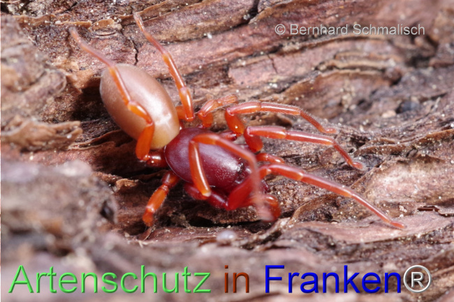 © Artenschutz in Franken® / Bernhard Schmalisch Bild zum Eintrag (1104569-160)