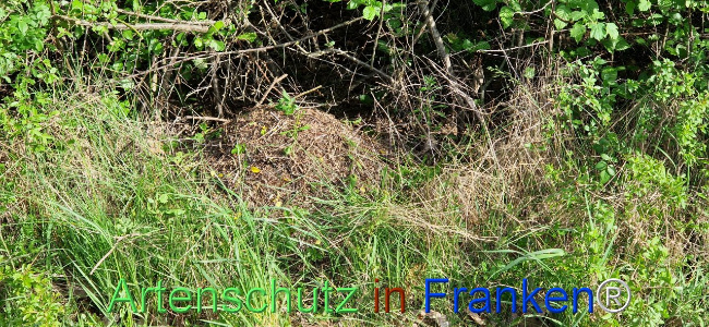 © Artenschutz in Franken® Bild zum Eintrag (1104632-160)