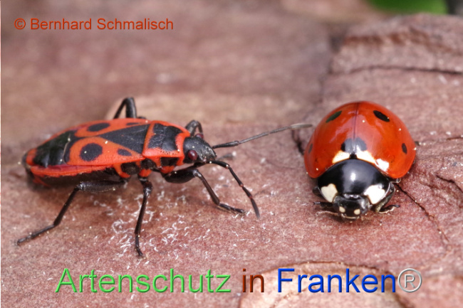 © Artenschutz in Franken® / Bernhard Schmalisch Bild zum Eintrag (1104636-160)
