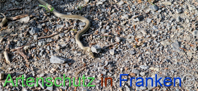 © Artenschutz in Franken® Bild zum Eintrag (1104644-160)