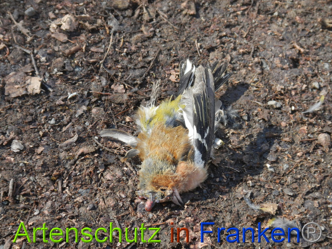 © Artenschutz in Franken® Bild zum Eintrag (1104892-160)