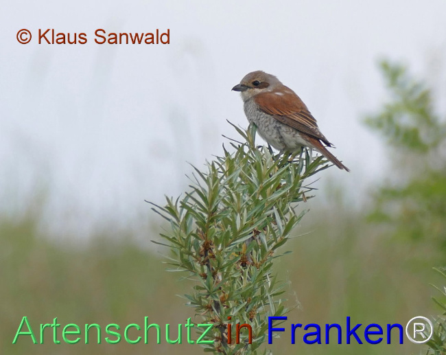 © Artenschutz in Franken® / Klaus Sanwald Bild zum Eintrag (1105165-160)