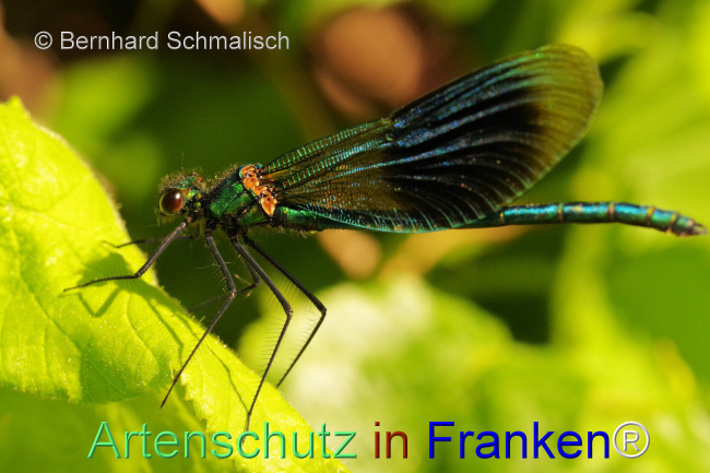 © Artenschutz in Franken® / Bernhard Schmalisch Bild zum Eintrag (1105215-160)