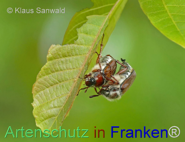 © Artenschutz in Franken® / Klaus Sanwald Bild zum Eintrag (1105219-160)