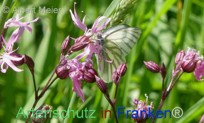© Artenschutz in Franken® / Albert Meier Bild zum Eintrag (1105238-160)