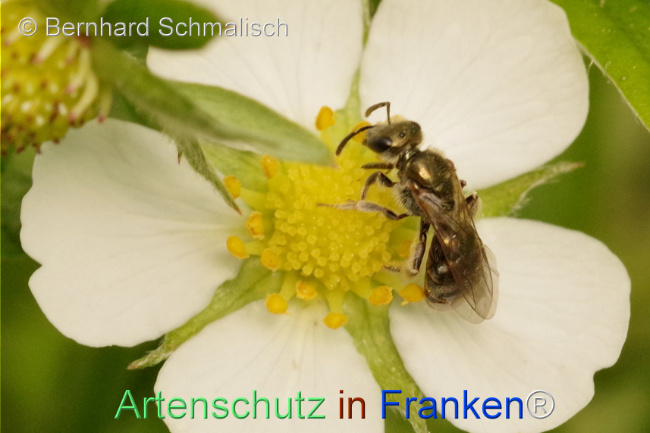 © Artenschutz in Franken® / Bernhard Schmalisch Bild zum Eintrag (1105274-160)