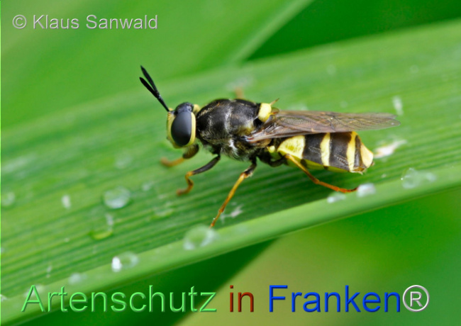 © Artenschutz in Franken® / Klaus Sanwald Bild zum Eintrag (1105399-160)
