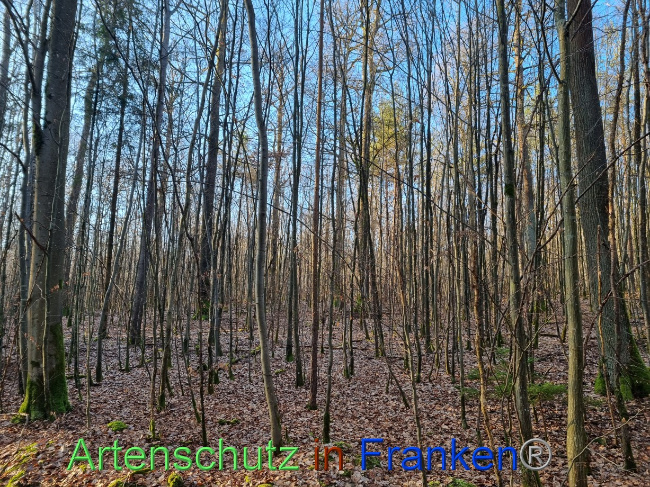 © Artenschutz in Franken® Bild zum Eintrag (1105428-160)