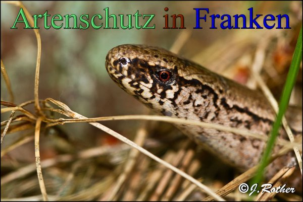 © Artenschutz in Franken® / Johannes Rother Bild zum Eintrag (1105434-160)