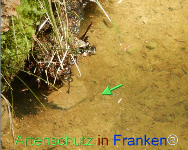 © Artenschutz in Franken® Bild zum Eintrag (1105529-160)