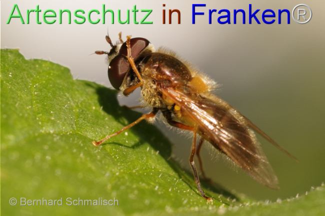 © Artenschutz in Franken® / Bernhard Schmalisch Bild zum Eintrag (1105572-160)