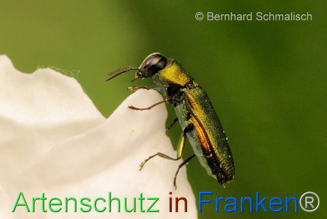 © Artenschutz in Franken® / Bernhard Schmalisch Bild zum Eintrag (1105644-160)