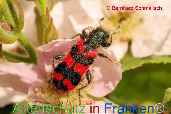 © Artenschutz in Franken® / Bernhard Schmalisch Bild zum Eintrag (1105692-160)