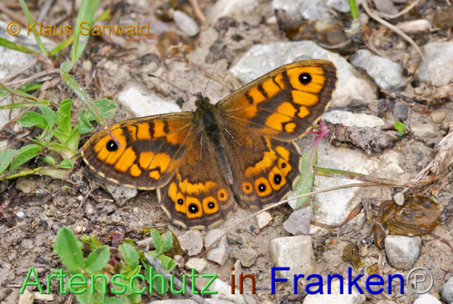 © Artenschutz in Franken® / Klaus Sanwald Bild zum Eintrag (1105795-160)
