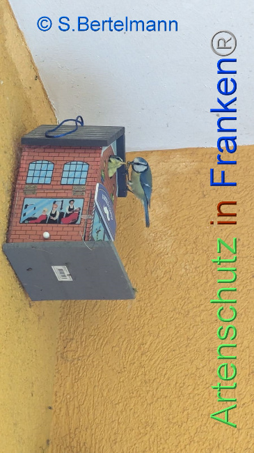 © Artenschutz in Franken® S. Bertelmann Bild zum Eintrag (1105803-160)