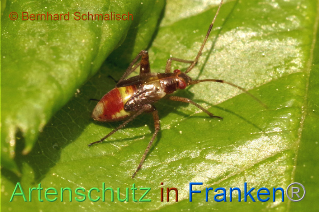 © Artenschutz in Franken® / Bernhard Schmalisch Bild zum Eintrag (1105856-160)