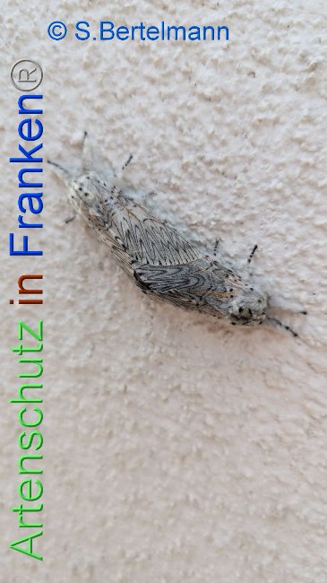 © Artenschutz in Franken® / S. Bertelmann Bild zum Eintrag (1105865-160)