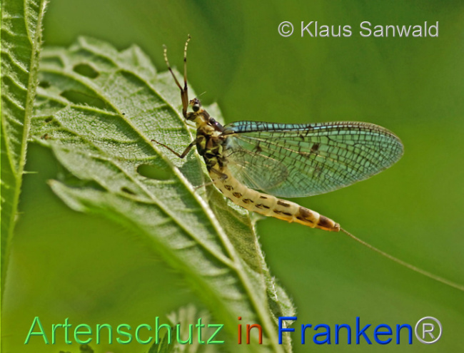 © Artenschutz in Franken® / Klaus Sanwald Bild zum Eintrag (1106199-160)