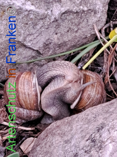 © Artenschutz in Franken® Bild zum Eintrag (1106417-160)