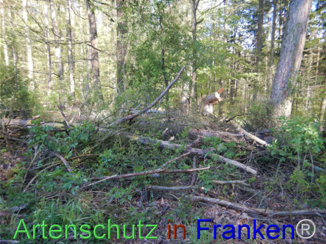 © Artenschutz in Franken® Bild zum Eintrag (1106602-160)