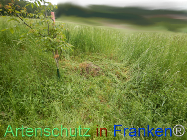 © Artenschutz in Franken® Bild zum Eintrag (1106703-160)