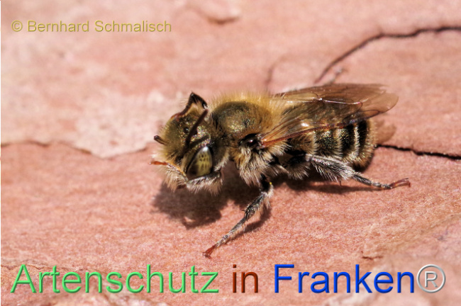 © Artenschutz in Franken® / Bernhard Schmalisch Bild zum Eintrag (1106751-160)