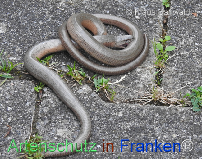 © Artenschutz in Franken® / Klaus Sanwald Bild zum Eintrag (1106774-160)