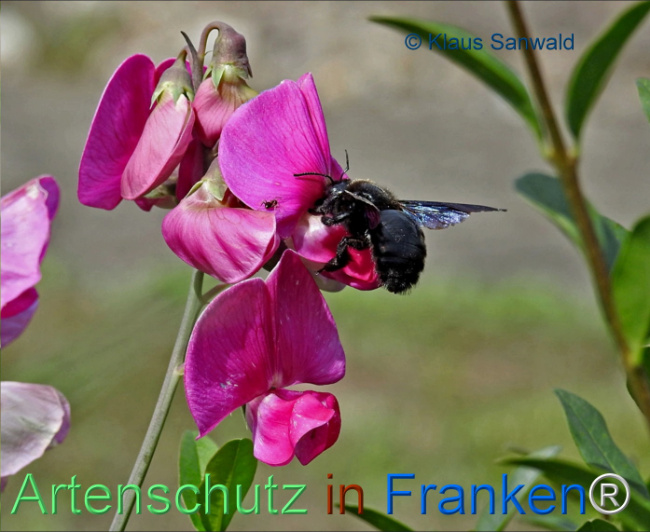 © Artenschutz in Franken® / Klaus Sanwald Bild zum Eintrag (1106784-160)