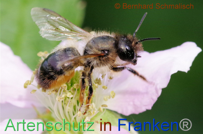 © Artenschutz in Franken® / Bernhard Schmalisch Bild zum Eintrag (1106819-160)