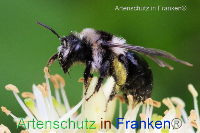 © Artenschutz in Franken® / Bernhard Schmalisch Bild zum Eintrag (1106873-160)