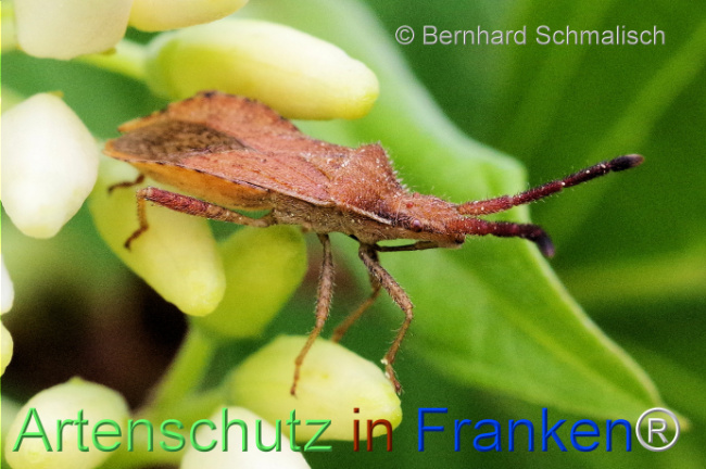 © Artenschutz in Franken® / Bernhard Schmalisch Bild zum Eintrag (1106915-160)