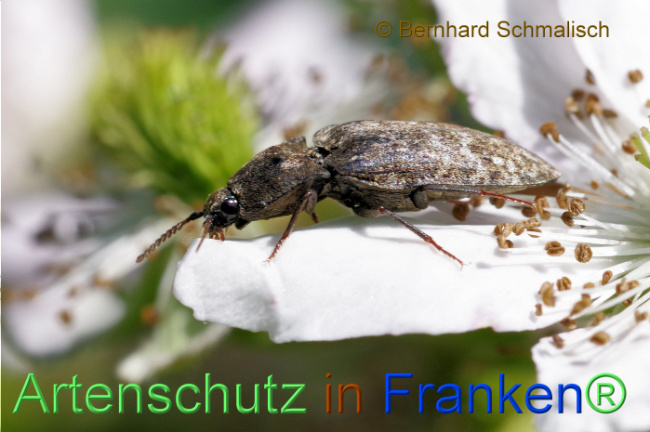 © Artenschutz in Franken® / Bernhard Schmalisch Bild zum Eintrag (1106917-160)