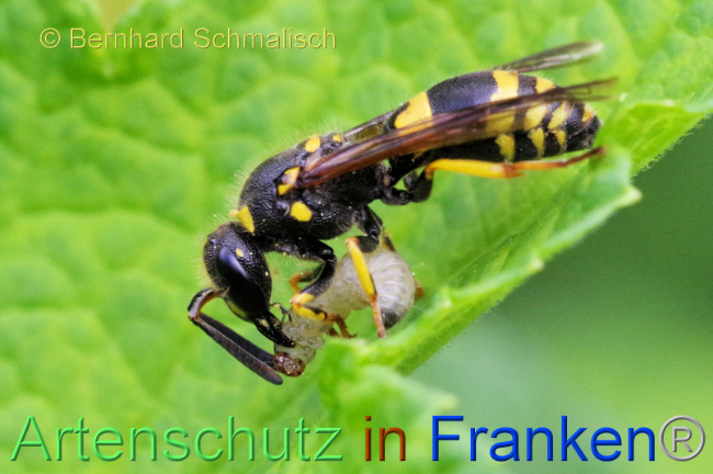 © Artenschutz in Franken® / Bernhard Schmalisch Bild zum Eintrag (1106982-160)