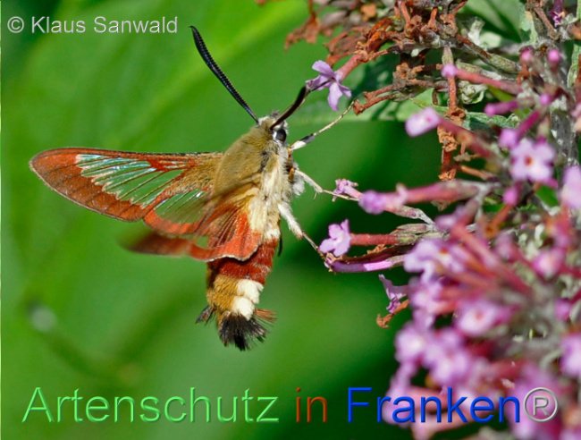 © Artenschutz in Franken® / Klaus Sanwald Bild zum Eintrag (1107031-160)