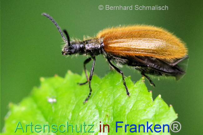 © Artenschutz in Franken® / Bernhard Schmalisch Bild zum Eintrag (1107047-160)