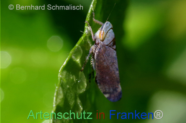 © Artenschutz in Franken® / Bernhard Schmalisch Bild zum Eintrag (1107051-160)