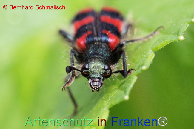 © Artenschutz in Franken® / Bernhard Schmalisch Bild zum Eintrag (1107078-160)