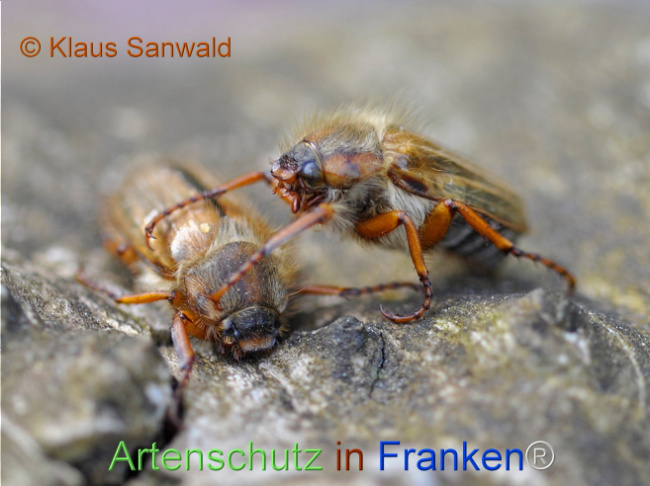 © Artenschutz in Franken® / Klaus Sanwald Bild zum Eintrag (1107132-160)