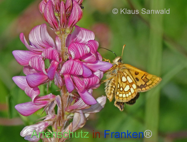 © Artenschutz in Franken® / Klaus Sanwald Bild zum Eintrag (1107136-160)